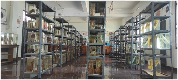 Anatomy Dept Museum